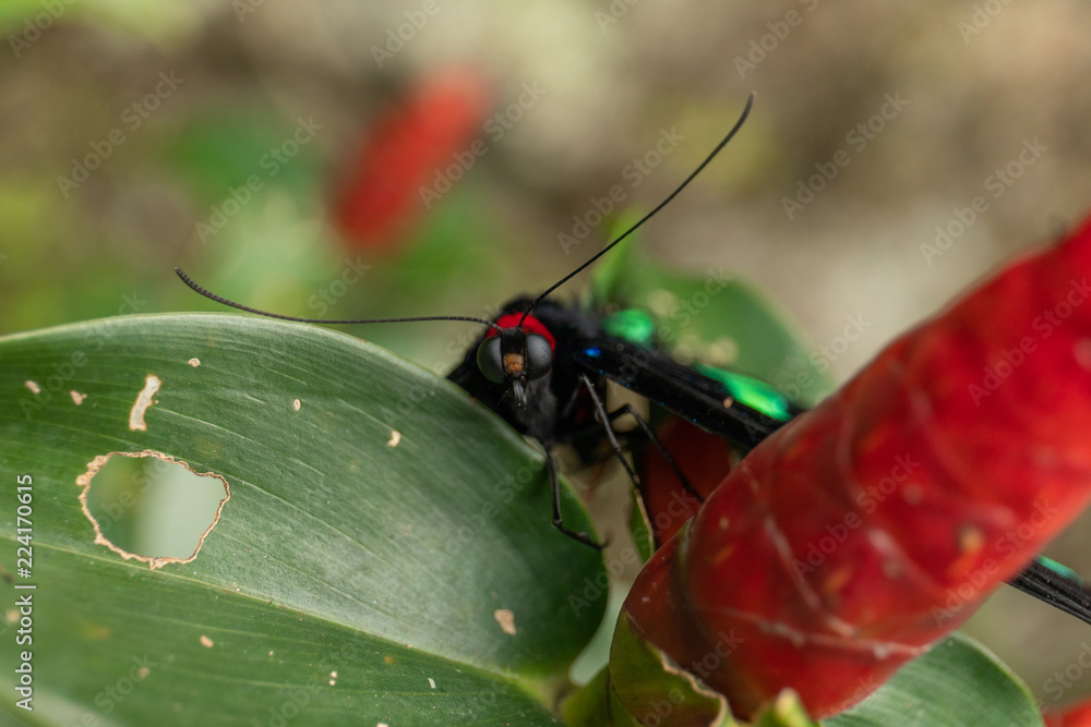 Naklejka premium Schmetterling auf Pflanze in Garten