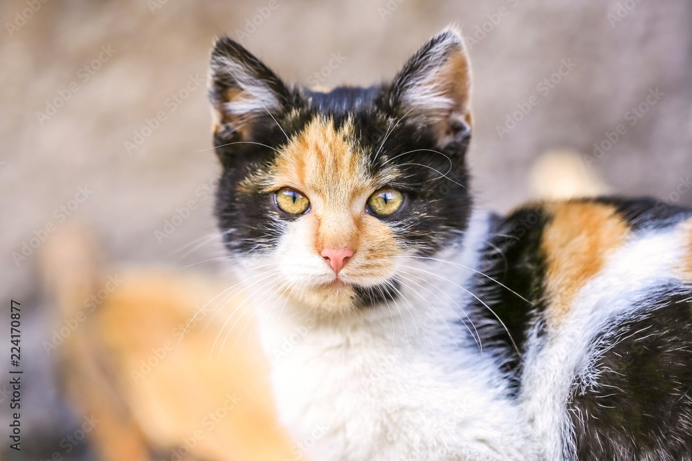 Adorable young furry black, white and orange colored cat with yellow eyes, pink nose and long whiskers sitting and looking straight, blurry grey background