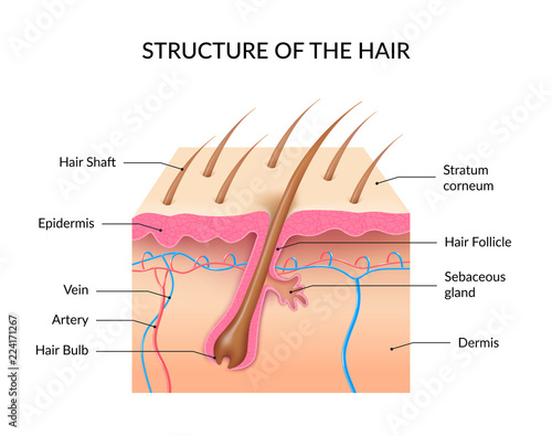 Realistic Human Hair Anatomy Infographics
