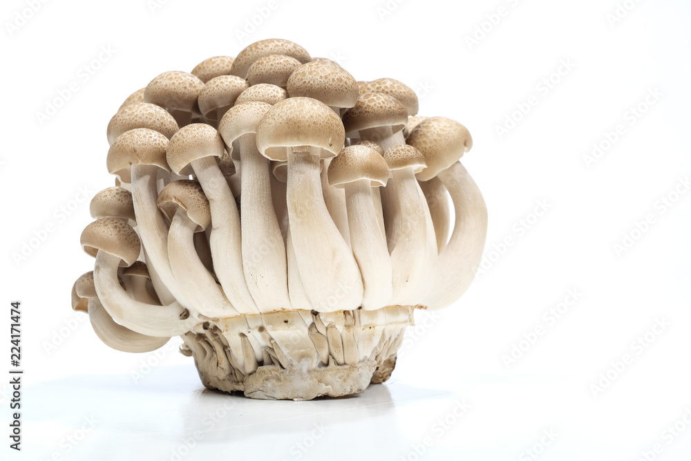 'Mushroom' good food from nature for good health. 'Mushroom' good food from nature for good health.