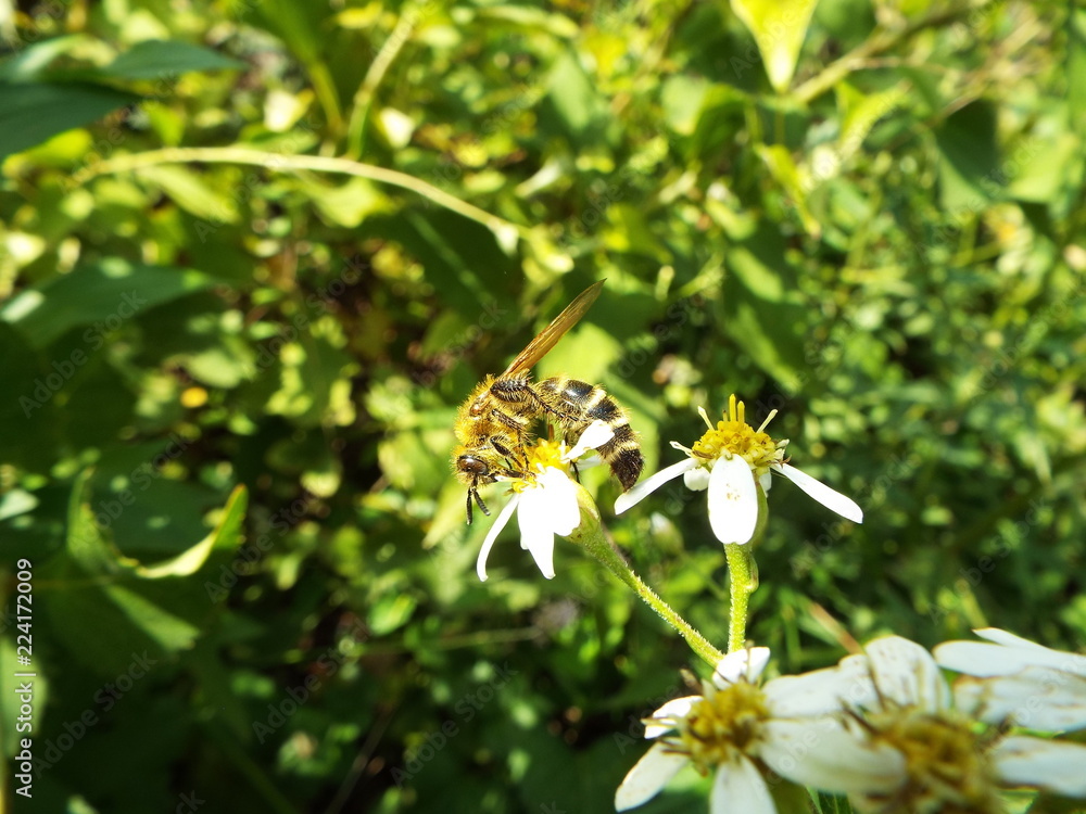 キンケハラナガツチバチ bee