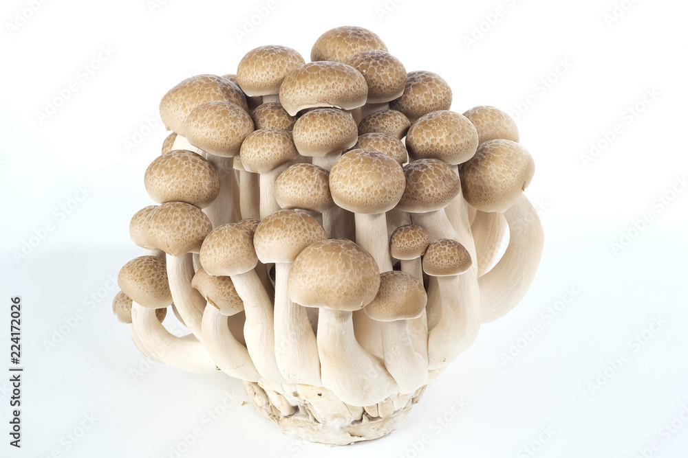 'Mushroom' good food from nature for good health. 'Mushroom' good food from nature for good health.