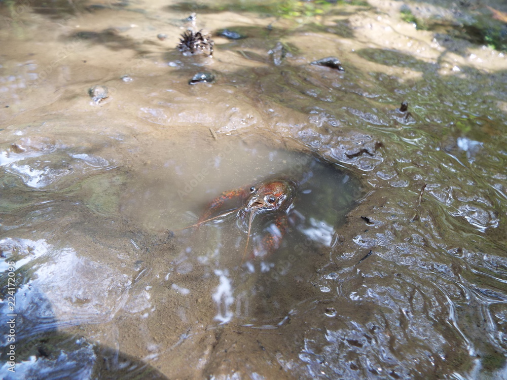 Obraz premium ザリガニ crayfish