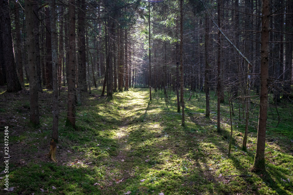 old road in forest in springtime old road in forest in springtime