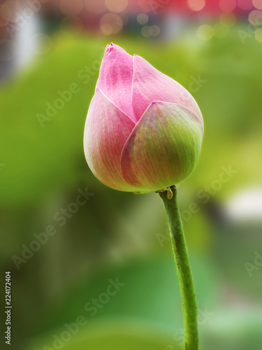 Bud of pink lotus  (Nelumbo nucifera) with green leaves,in the pond.