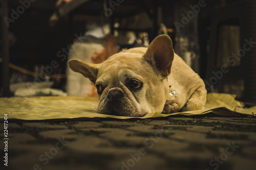 French bulldog looking sad and bored on the ground in Chiang Mai