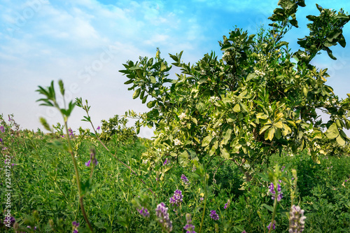 Alfalfa/lucern field in bloom closeup