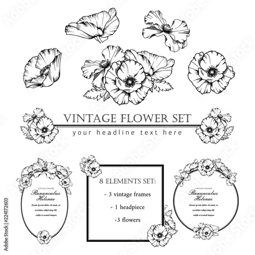 Decorative elements set. Hand drawn vector ink illustration of poppy flowers. Picture frames. photo