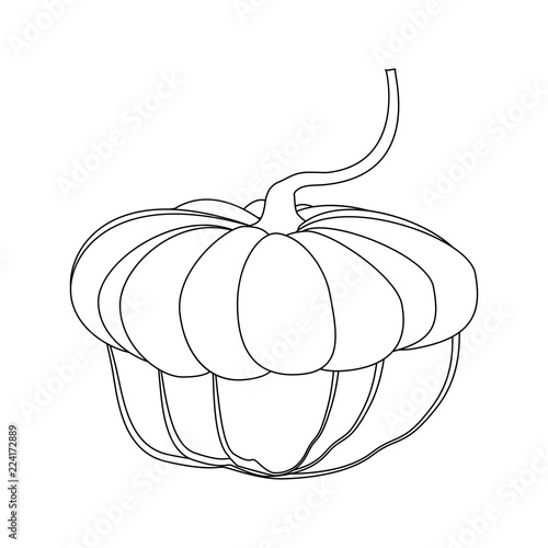 Pumpkin autumn illustration