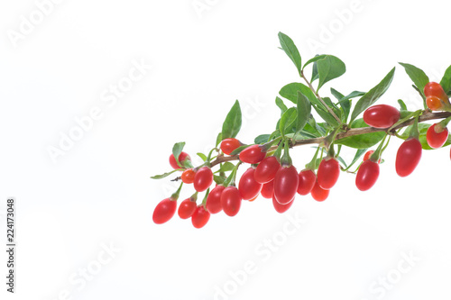 Canvastavla red ripe goji berry on a branch isolated on a white