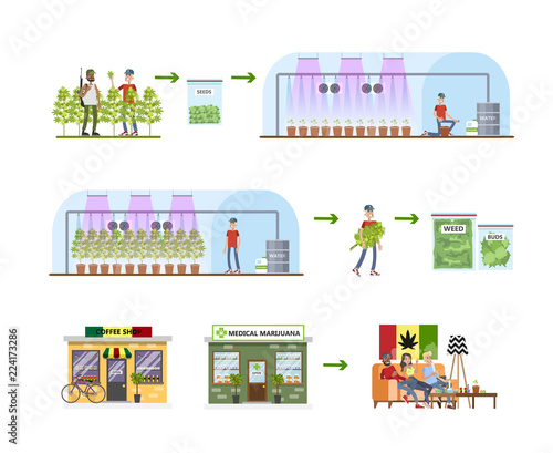 Weed production process. From harvest to the shop