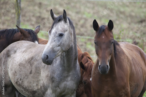 Group of horses in the pasture