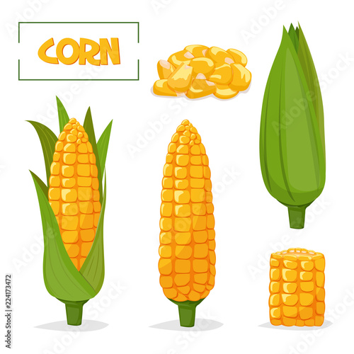 Ripe corn cobs