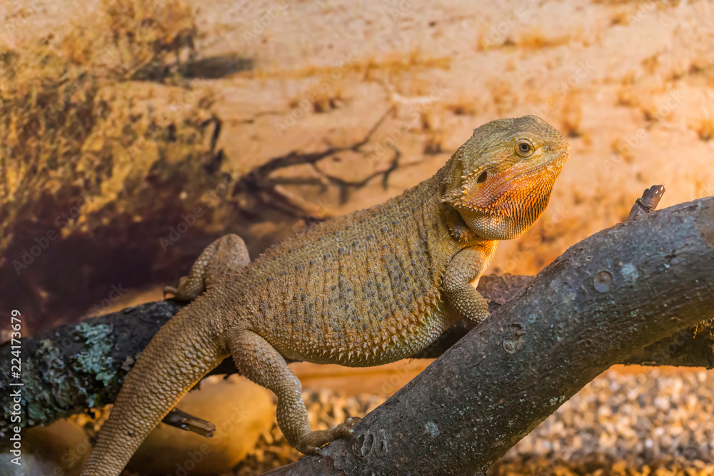 Reptile Iguana lizard Reptile Iguana lizard