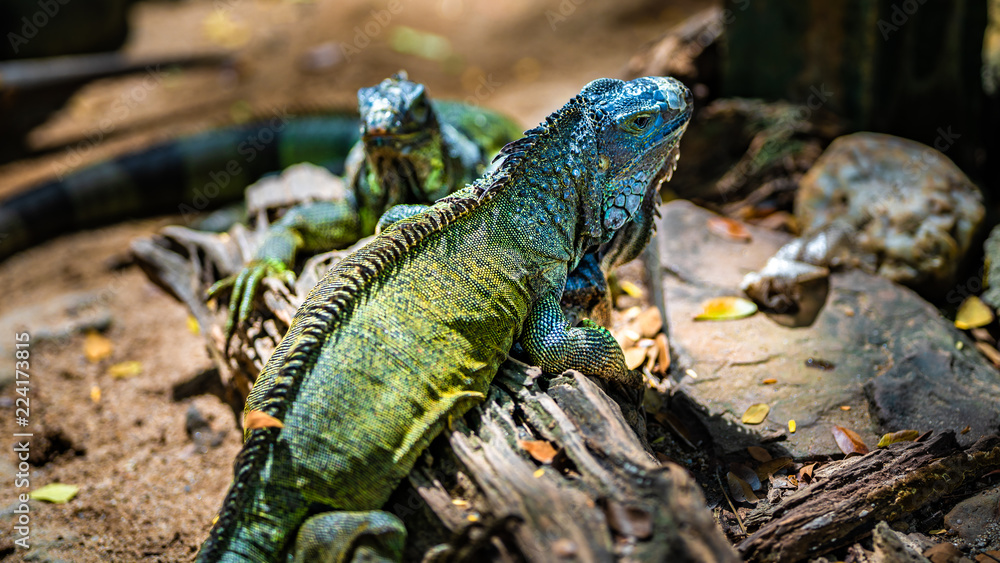 Obraz premium Green Iguana Lizard