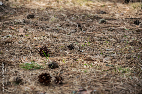 pine tree cones laying on the forest bed in spring © Martins Vanags