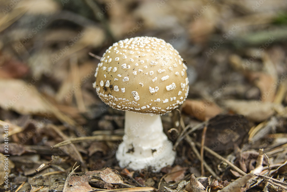 Gray fly agaric mushroom on the autumn leaves Gray fly agaric mushroom on the autumn leaves