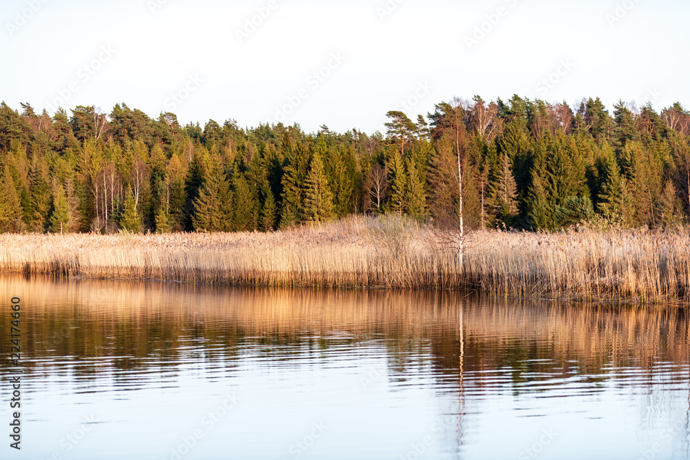 lake shore with grass and trees in spring