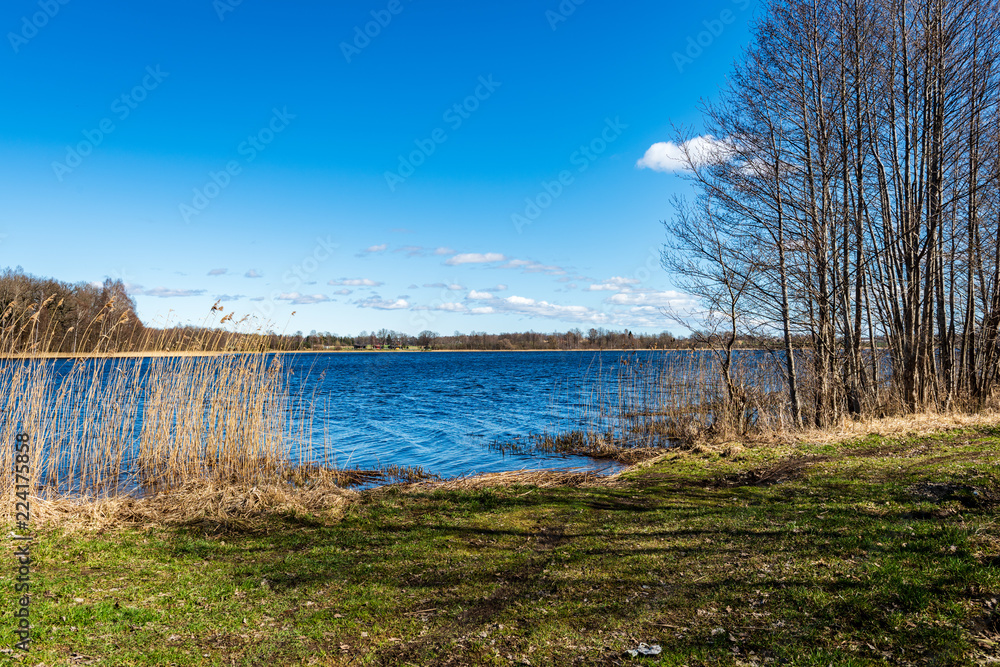 lake shore with grass and trees in spring lake shore with grass and trees in spring
