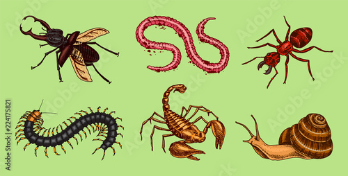 Big set of insects. Vintage Pets in house. Bugs Beetles Scorpion Snail, Whip Spider, Worm Ant Scolopendra. Engraved Vector illustration