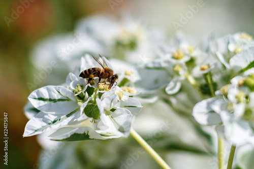 Honey bee collect nectar from the white flower