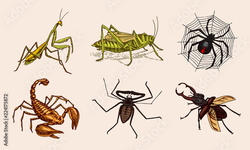 Big set of insects. Vintage Pets in house. Bugs Beetles Scorpion Snail, Whip Spider, Mantis Locusts. Engraved Vector illustration.