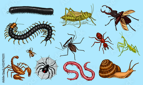 Big set of insects. Vintage Pets in house. Bugs Beetles Scorpion Snail, Whip Spider, Worm Centipede Ant Locusts, Mantis Bee. Amblypygi, Lucanus cervus, Scolopendra Julida. Engraved Vector illustration