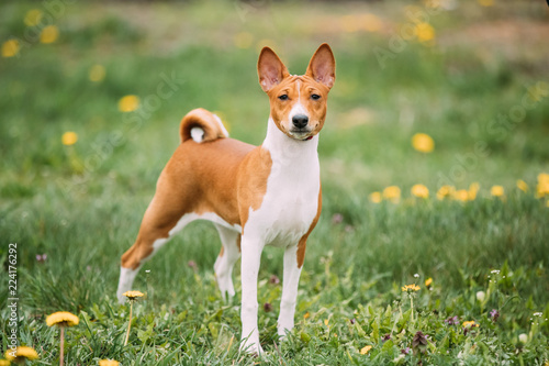 Basenji Kongo Terrier Dog. The Basenji Is A Breed Of Hunting Dog photo