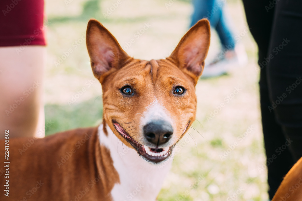 Basenji Kongo Terrier Dog. The Basenji Is A Breed Of Hunting Dog Basenji Kongo Terrier Dog. The Basenji Is A Breed Of Hunting Dog