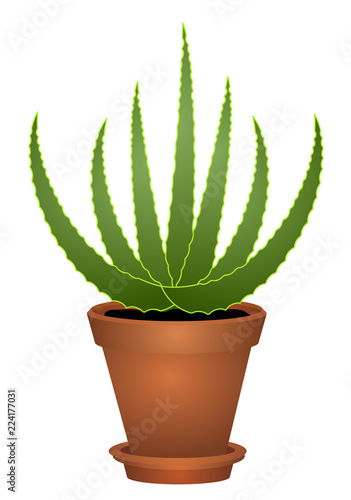 Aloe vera plant in pot vector eps 10
