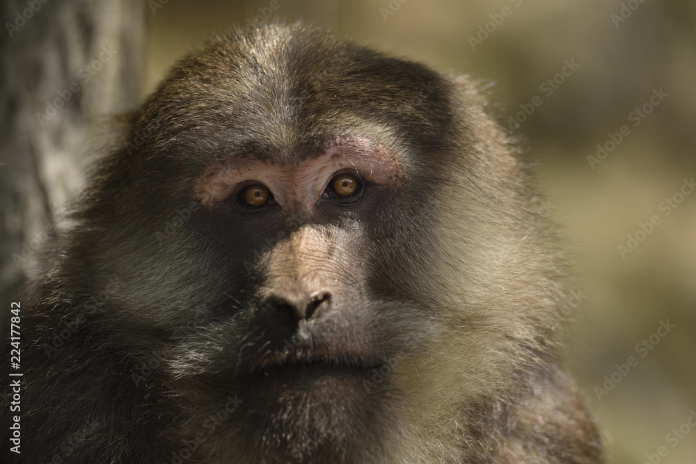 Tibetan macaque male Tibetan macaque male