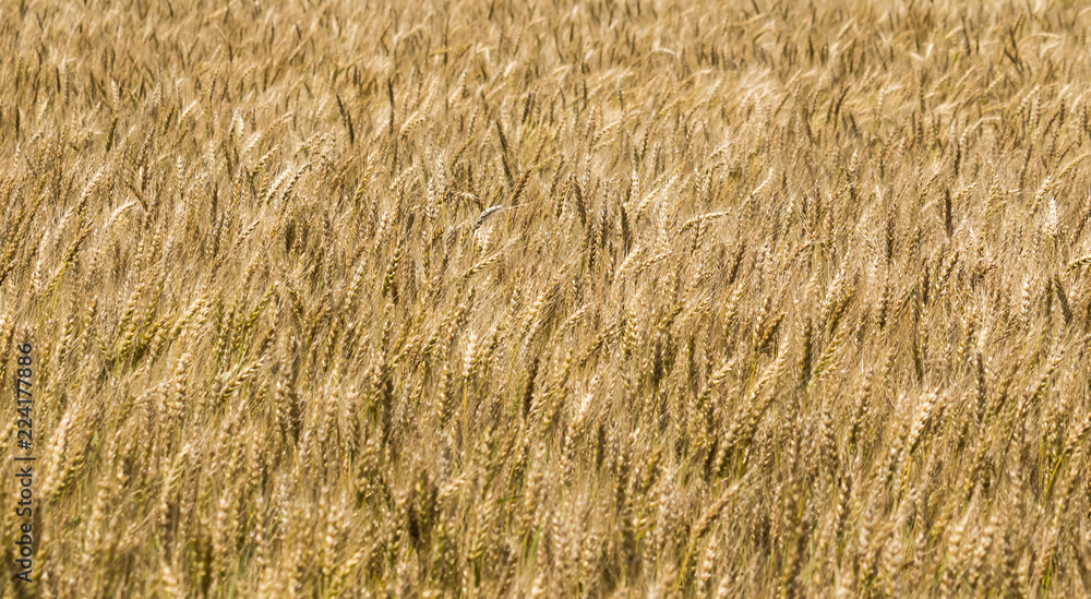 Golden stalks of wheat, waving in a field. Many stalks of wheat, golden yellow and brown. Concepts of agriculture, trade war, tariffs Golden stalks of wheat, waving in a field. Many stalks of wheat, golden yellow and brown. Concepts of agriculture, trade war, tariffs