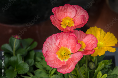 Fototapeta Naklejka Na Ścianę i Meble -  Mohnblumen