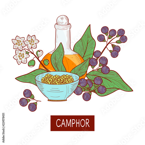 Camphor. Plant. Leaves, fruit, flower. Oil. Bowl, bottle. Sketch