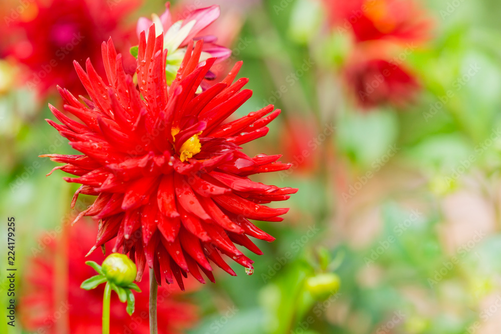 Rote Kaktusdahlie (Asteraceae) an einem Morgen im Spätsommer. Rote Kaktusdahlie (Asteraceae) an einem Morgen im Spätsommer.