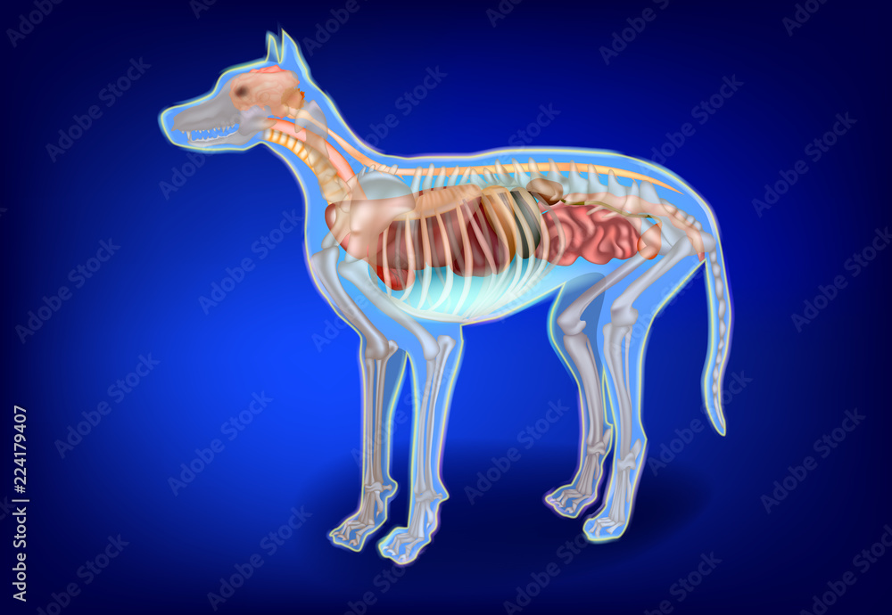 Canine Internal Organs and Skeleton. Dog Anatomy. The Dog's Body Systems  Stock-vektor | Adobe Stock