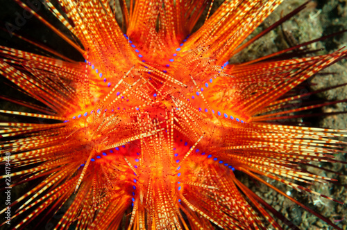 Venomous sea urchin, Astropyga radiata, Bali Indonesia. photo