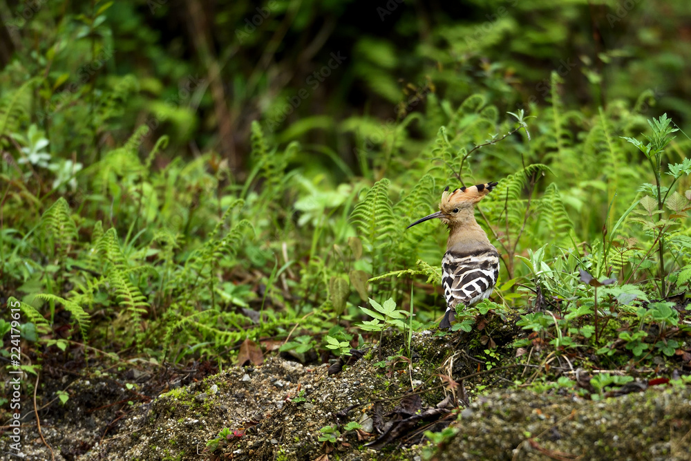 Common Hoopoe on ground Common Hoopoe on ground