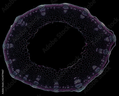 taraxacum mongolicum stem - cross section cut under the microscope – microscopic view of plant cells for botanic education photo
