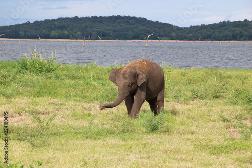 Kaudulla Elephant 8