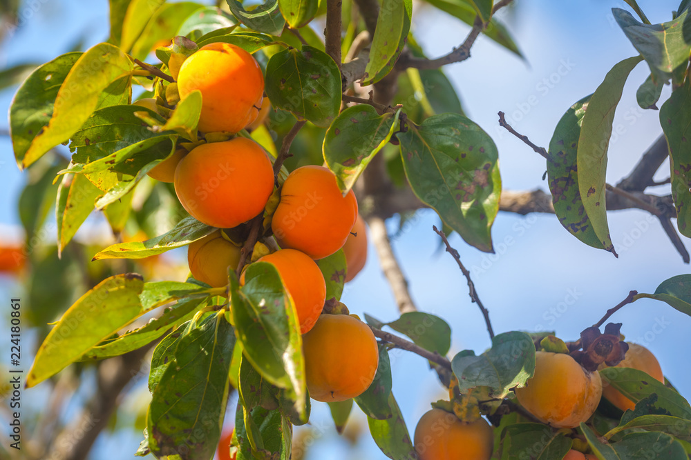 Ripe orange persimmons on the persimmon tree, fruit Ripe orange persimmons on the persimmon tree, fruit