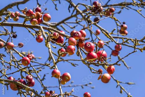 Couple of red mellow apples on leafless tree branches with blue sky - concept harvest season time fresh organic food nature environment fruit windfalls farm farming culture autumn climate change