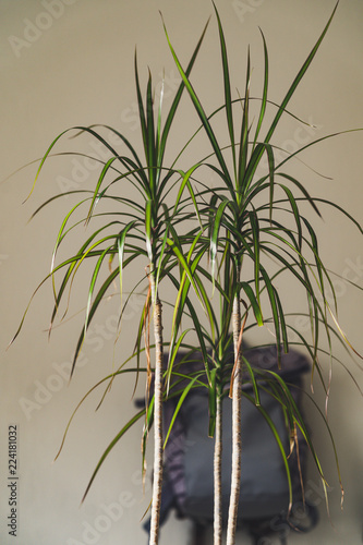 Purple School Backpack Hanging on the Wall