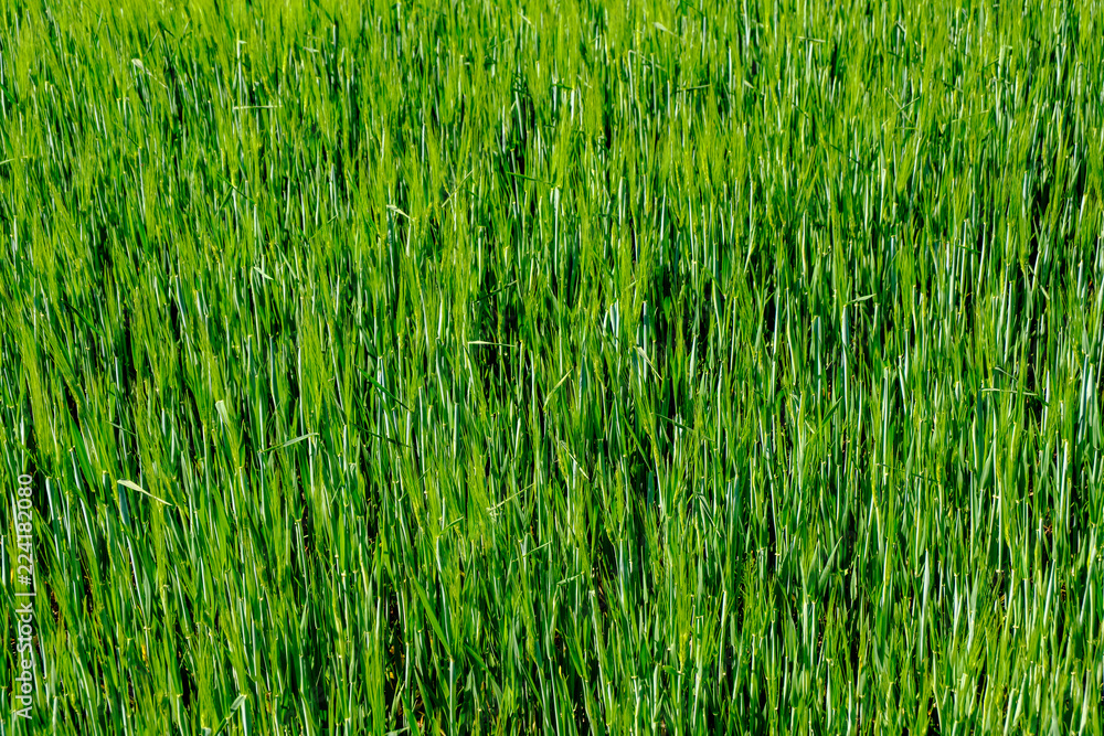 Obraz premium green grass foliage pattern in summer bright sunlight