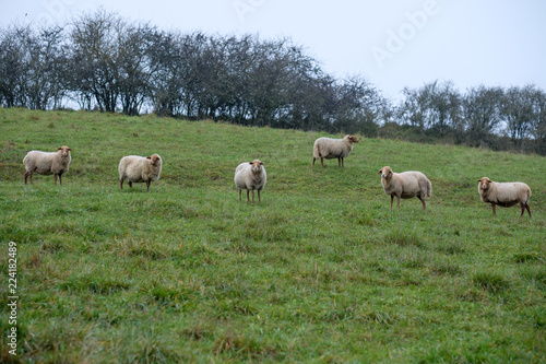 Schafe auf Wiese im Herbst