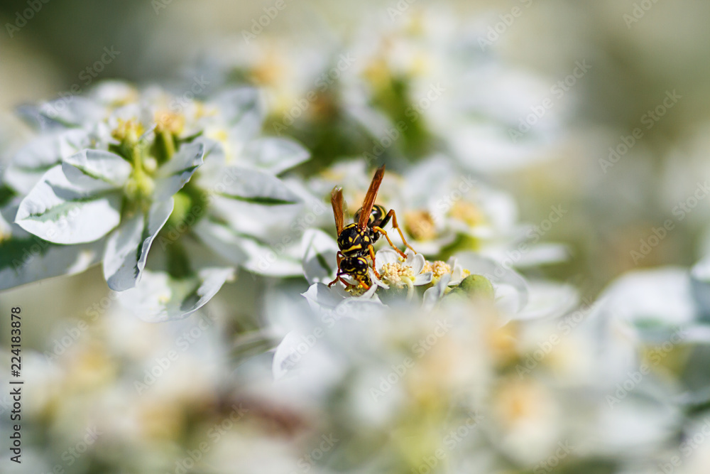 a wasp on a white flower collects honey a wasp on a white flower collects honey