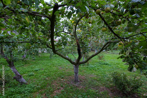 Polska jabłoń w przydomowym sadzie, świeże owoce prosto z drzewa