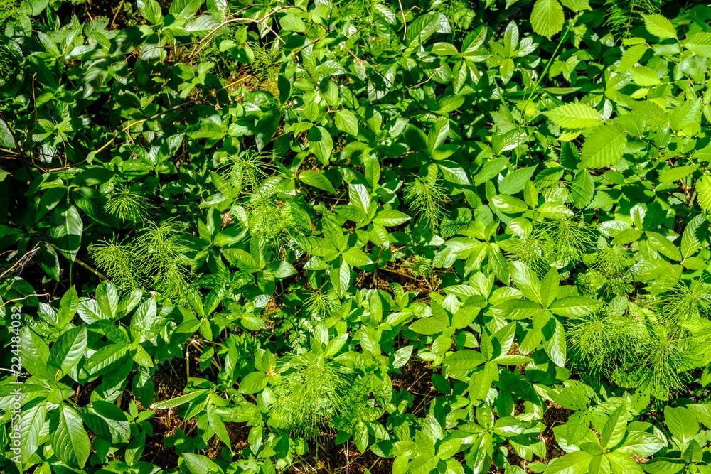 green grass foliage pattern in summer bright sunlight green grass foliage pattern in summer bright sunlight