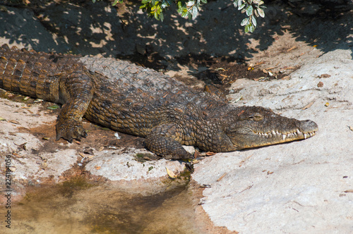 crocodile in the sun  on the river