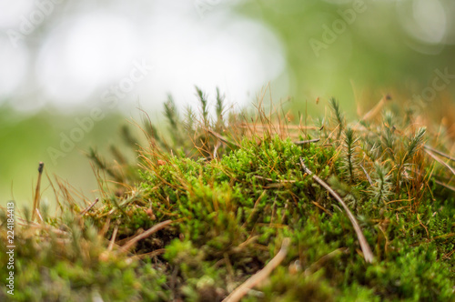 moss in a forest